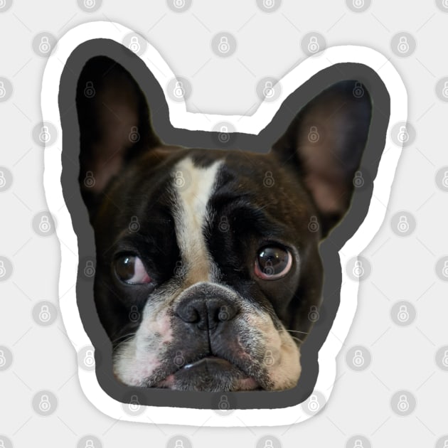 Funny french bulldog puppy Sticker by Teeject